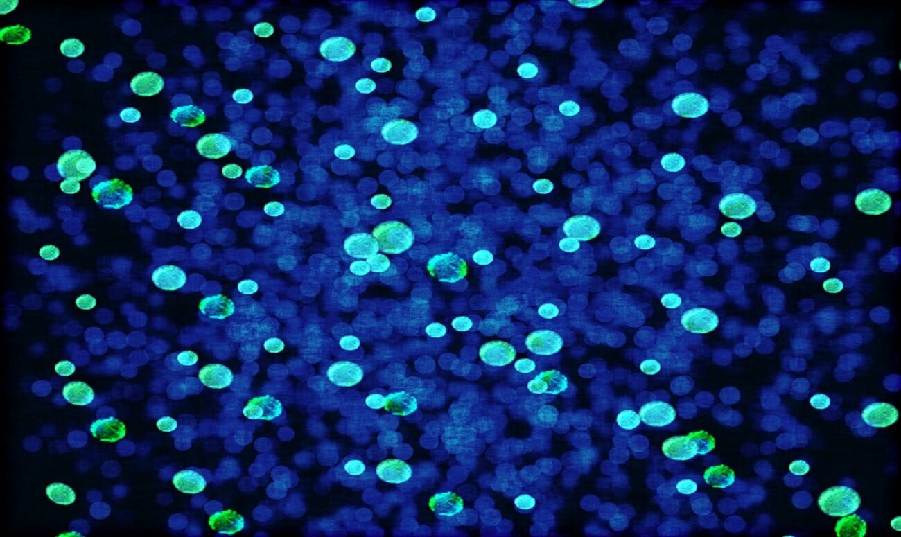 how to increase your immunity