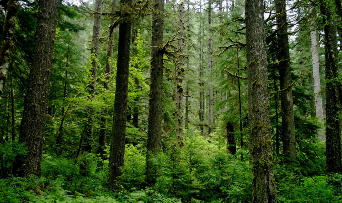 the forest wiki child the forest wiki child