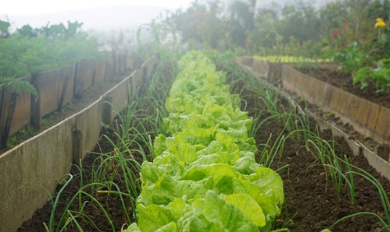 UN RECOGNIZES SIKKIM AS THE FIRST 100 % ORGANIC STATE