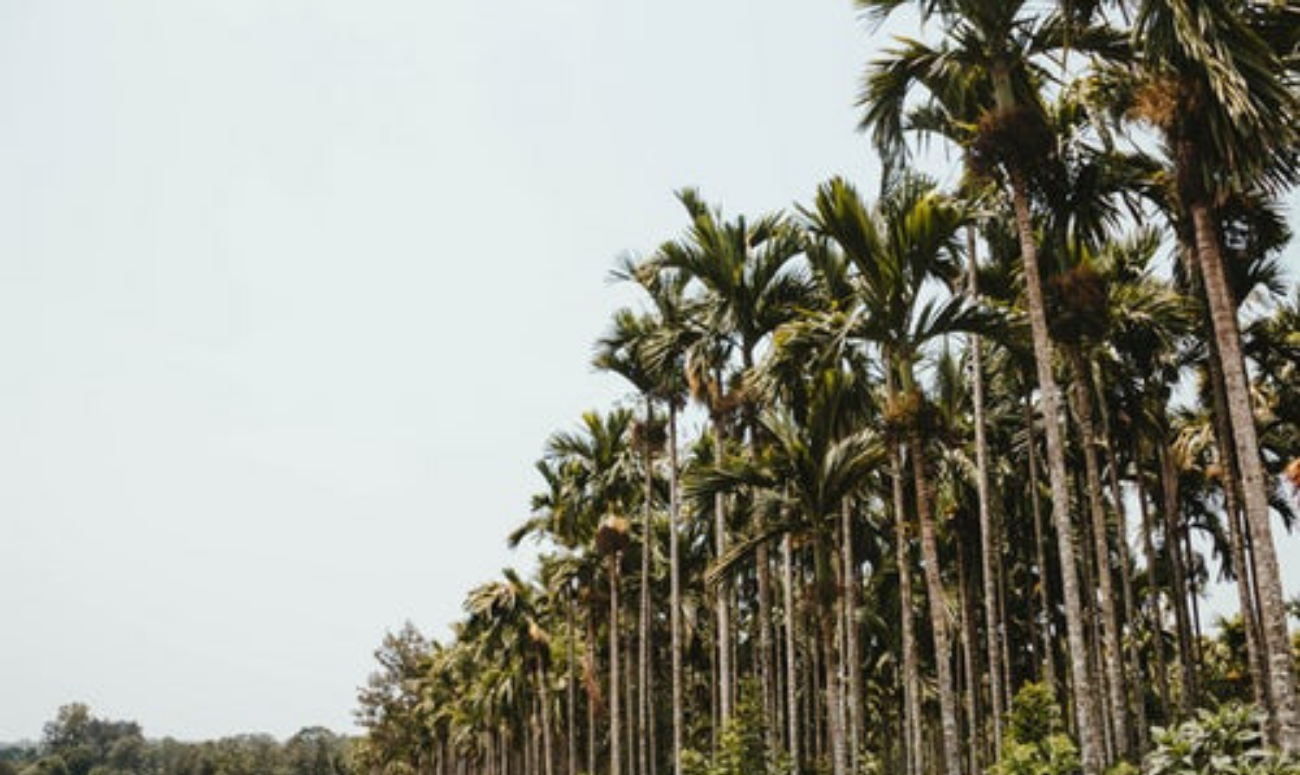 MARICO INITIATIVE INCREASES PRODUCTIVITY OF COCONUT FARMERS