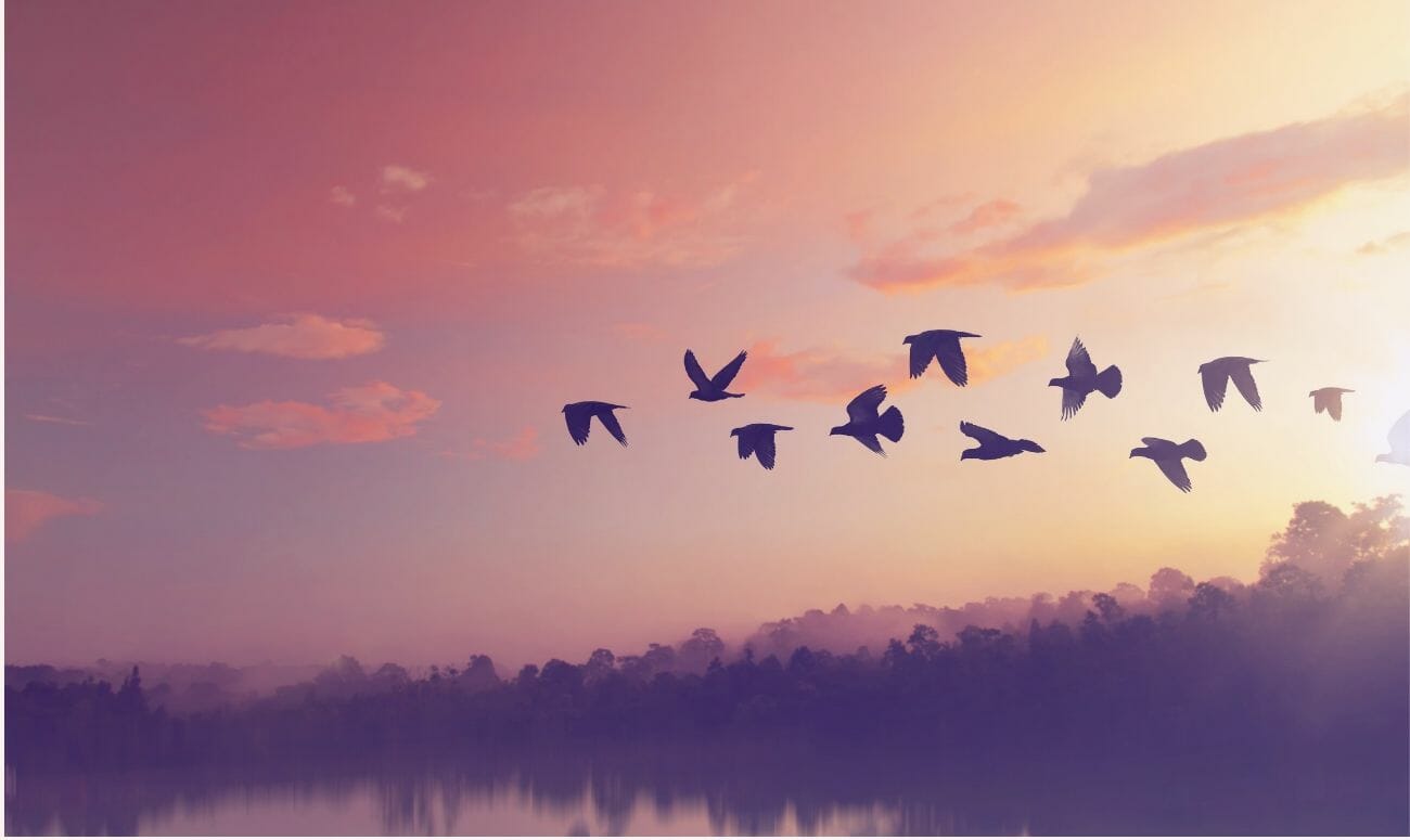 Simple Ways To Save Birds Around Us!