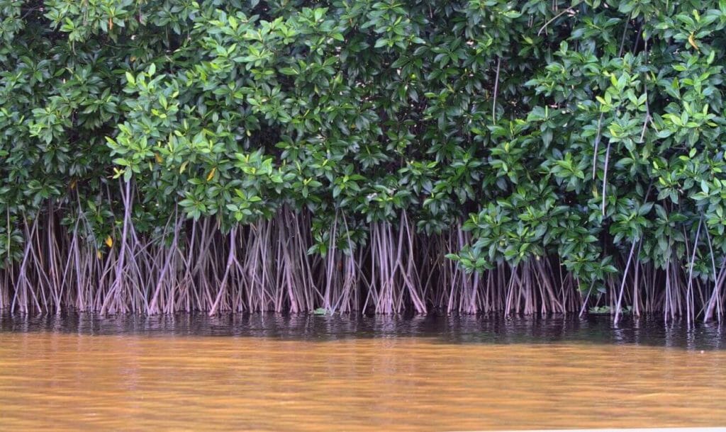 Citizens Start A Drive To Clean Mumbai’s Mangroves
