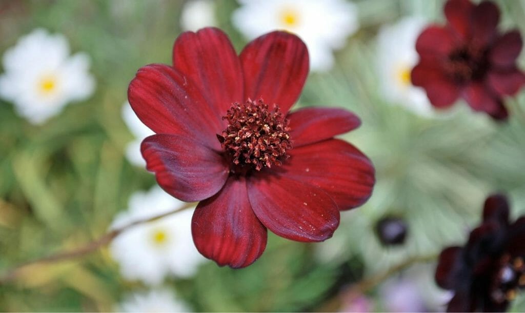Flowers That Smell Like Chocolate-Chip Cookies? Yes, You Heard That Right