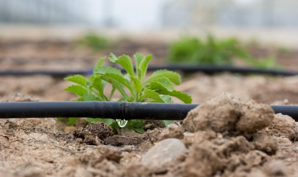 The conserved water is effectively used for irrigation