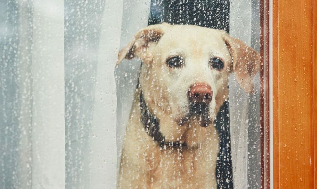 How To Have A Mindful ThinkRight.me Rainy Day At Home